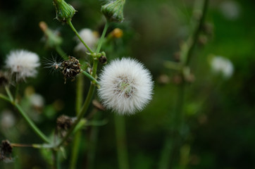 Löwenzahn im Spätsommer