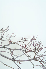 Flowering Dogwood<WINTER>冬のハナミズキ