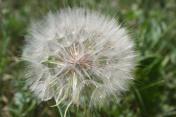 large dandelion umbrellas on the field