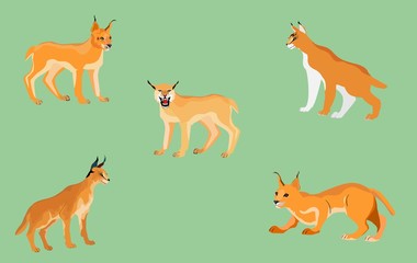 Desert lynx set in different poses isolated vector