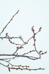 Branch of the Plum<Early Spring> 初春の梅