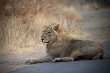 Lion in Safari