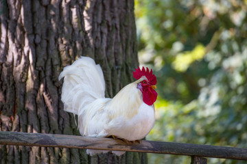 Weißer Hahn