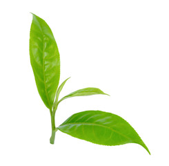 Green tea leaf isolated on white background
