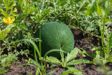 Watermelon grows in the garden