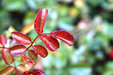 red leaves