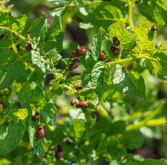 Red Colorado beetles eat potato leaves in the garden