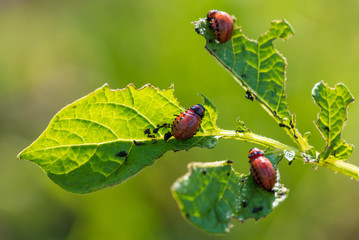 Red Colorado beetles eat potato leaves in the garden