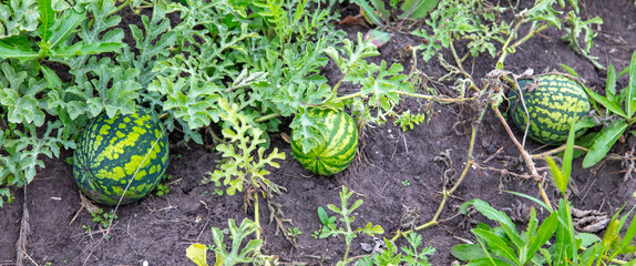 Watermelon grows in the garden © schankz