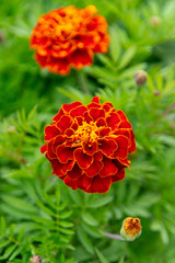Orange flowers in the garden