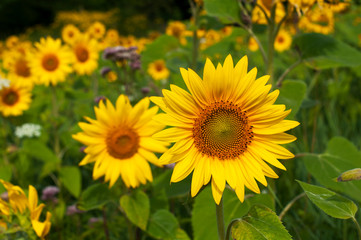 bright sunflowers on a large field on a sunny day