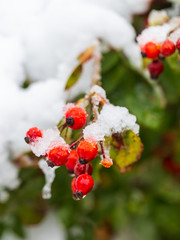 The first snow on red rosehips in nature