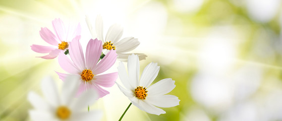 Fototapeta na wymiar beautiful white flowers in the garden on green background сloseup