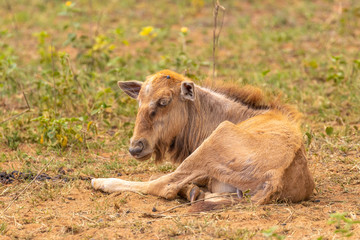 A young blue wildebeest calf (Connochaetes taurinus), Welgevonden Game Reserve, South Africa.