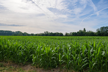 Outdoor sunny scenery of blue sky and beautiful clouds over corn field in countryside area.