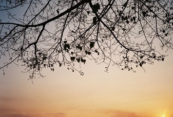silhouette of tree at sunset