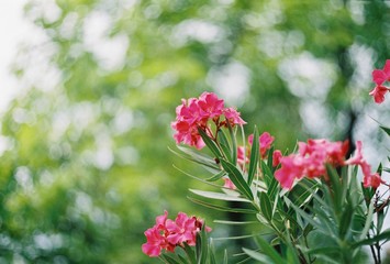 flowers in the garden
