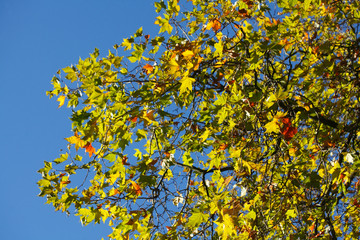 gelb verfärbte Ahornblätter an einem Baum