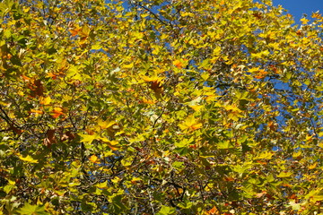 gelb verfärbte Ahornblätter an einem Baum