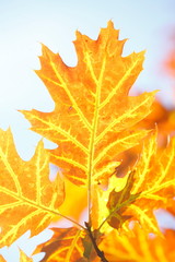 gelb verfärbtes Ahornblatt an einem Baum