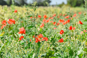 Landwirtschaft Feld Wiese mit Mohn im Sommer