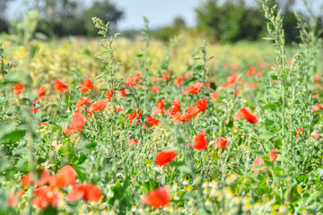 Landwirtschaft Feld Wiese mit Mohn im Sommer