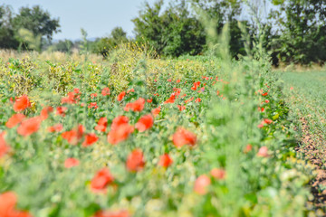 Landwirtschaft Feld Wiese mit Mohn im Sommer