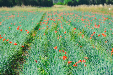 Landwirtschaft Feld Wiese mit Mohn im Sommer