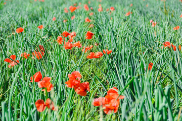 Landwirtschaft Feld Wiese mit Mohn im Sommer