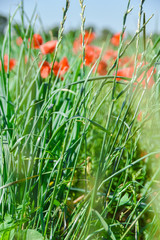 Landwirtschaft Feld Wiese mit Mohn im Sommer