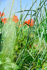 Landwirtschaft Feld Wiese mit Mohn im Sommer