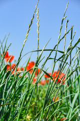 Landwirtschaft Feld Wiese mit Mohn im Sommer