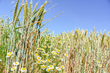 Weizenfeld in der Erntezeit unter blauen Himmel