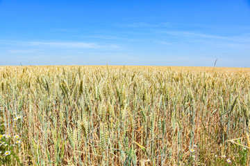 Weizenfeld in der Erntezeit unter blauen Himmel