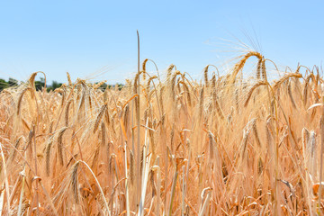 Weizenfeld in der Erntezeit unter blauen Himmel