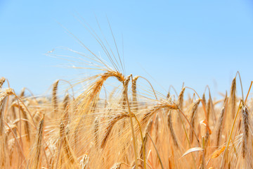 Weizenfeld in der Erntezeit unter blauen Himmel
