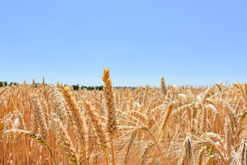 Weizenfeld in der Erntezeit unter blauen Himmel