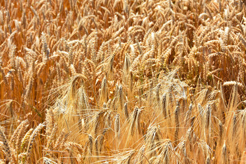 Weizenfeld in der Erntezeit unter blauen Himmel