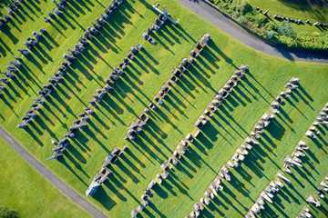 Obraz premium Graveyard necropolis with many headstones aerial view long shadows from gravestones in Glasgow UK