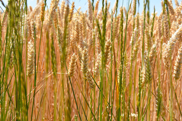 Weizenfeld in der Erntezeit unter blauen Himmel