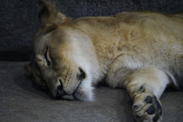 Naklejka premium ライオン