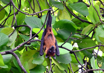 A flying fox hangs upside down on a tree.