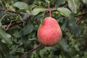 Ripe pear on a branch on a background of green leaves