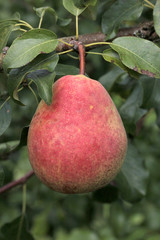 Ripe pear on a branch on a background of green leaves