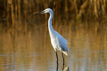 The little egret (Egretta garzetta) in common glasswort (Salicornia europaea), Nin Croatia