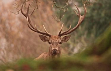 Forest deer with big horns