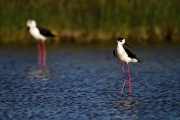 Black-winged stilt from Nin, Croatia