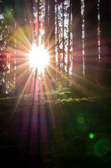 Beautiful dawn in autumnal forest with sunrise