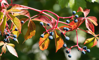 Parthenocissus quinquefolia -  Virginia creeper or five-leaved ivy with purplish-black berries