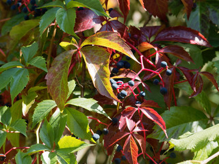Parthenocissus quinquefolia -  Virginia creeper or five-leaved ivy with purplish-black berries